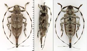 Attēlu rezultāti vaicājumam “Acanthocinus aedilis”