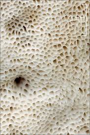 Attēlu rezultāti vaicājumam “Aurantiporus fissilis”