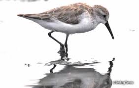 Attēlu rezultāti vaicājumam “Calidris”