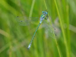 Attēlu rezultāti vaicājumam “Lestes dryas”