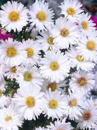 Image result for Aster novi-belgii