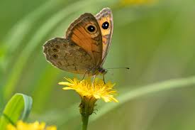 Attēlu rezultāti vaicājumam “Lasiommata maera”