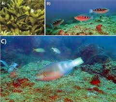 Image result for Scarus trispinosus