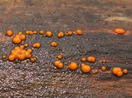 Attēlu rezultāti vaicājumam “Dacrymyces stillatus”