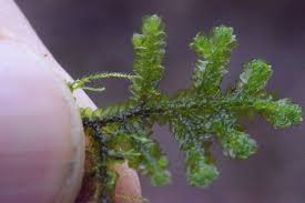 Attēlu rezultāti vaicājumam “Porella platyphylla”