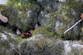 Attēlu rezultāti vaicājumam “Hygroamblystegium tenax”