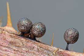 Attēlu rezultāti vaicājumam “Lamproderma echinosporum macro”