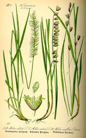 Attēlu rezultāti vaicājumam “Melica nutans”