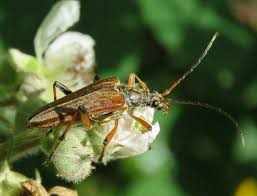 Attēlu rezultāti vaicājumam “Stenocorus meridianus”