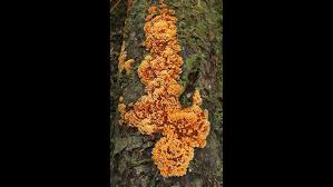 Attēlu rezultāti vaicājumam “Pycnoporellus alboluteus”