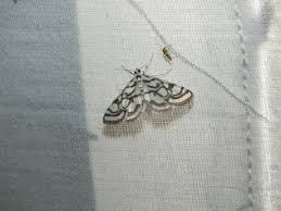 Attēlu rezultāti vaicājumam “Nymphula nitidulata”