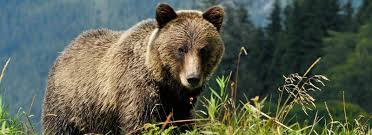 Image result for brown bear