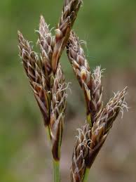 Attēlu rezultāti vaicājumam “Carex leporina”