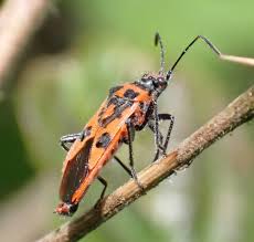 Attēlu rezultāti vaicājumam “Corizus hyoscyami imago”