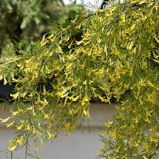 Attēlu rezultāti vaicājumam “Caragana arborescens”