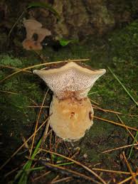 Attēlu rezultāti vaicājumam “Hydnellum aurantiacum”