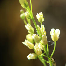 Attēlu rezultāti vaicājumam “Xylita laevigata”