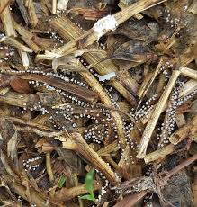 Attēlu rezultāti vaicājumam “Didymium bahiense stalked”