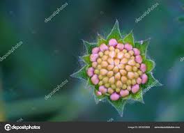 Attēlu rezultāti vaicājumam “Knautia arvensis bud”