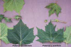 Attēlu rezultāti vaicājumam “Platanus x hispanica (syn. Platanus x acerifolia) leaf”