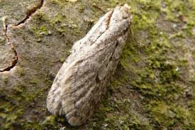 Attēlu rezultāti vaicājumam “Semioscopis avellanella”