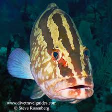 Image result for Epinephelus striatus