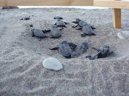 Image result for Caretta caretta
