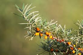 Attēlu rezultāti vaicājumam “Hippophae rhamnoides leaf”