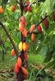 Kids Zone: Chocolate Tree/