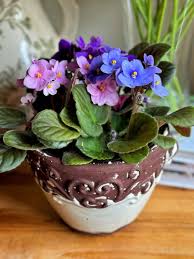 Image result for violet