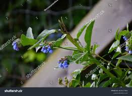 Attēlu rezultāti vaicājumam “Symphytum asperum flower”