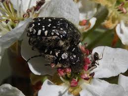 Attēlu rezultāti vaicājumam “Oxythyrea funesta imago”