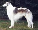 Borzoi Information and Pictures, Borzois
