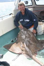 Image result for Dipturus batis