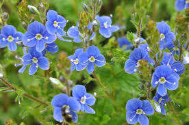 Attēlu rezultāti vaicājumam “Veronica chamaedrys flower”
