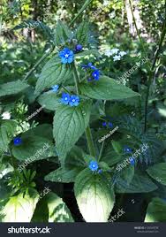 Attēlu rezultāti vaicājumam “Urtica dioica flower”