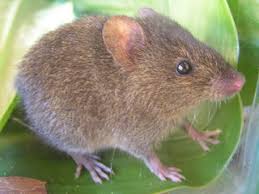 Attēlu rezultāti vaicājumam “Cricetidae”