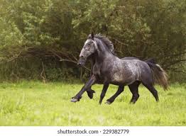 Image result for chestnut friesian