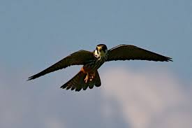 Attēlu rezultāti vaicājumam “Falco subbuteo”