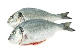 Image result for Sparus aurata