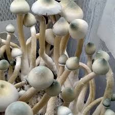 Attēlu rezultāti vaicājumam “Trichia ambigua spores”