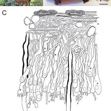Attēlu rezultāti vaicājumam “Vuilleminia comedens”