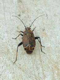 Attēlu rezultāti vaicājumam “Polymerus palustris”