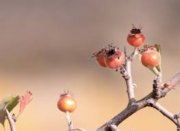 Attēlu rezultāti vaicājumam “Crataegus monogyna fruit”