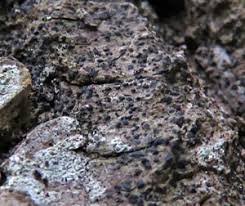 Attēlu rezultāti vaicājumam “Arthonia spadicea”