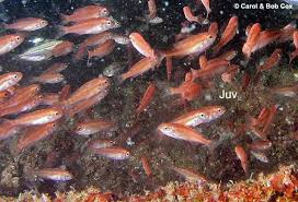 Image result for Rhomboplites aurorubens