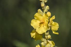 Attēlu rezultāti vaicājumam “Verbascum thapsus bud”