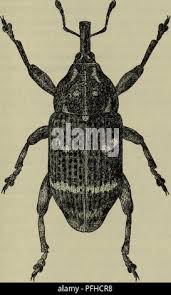 Attēlu rezultāti vaicājumam “Pissodes piniphilus”