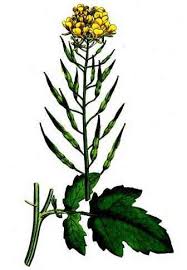 Attēlu rezultāti vaicājumam “Sinapis alba fruit”