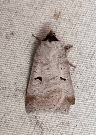 Attēlu rezultāti vaicājumam “Lygephila pastinum”